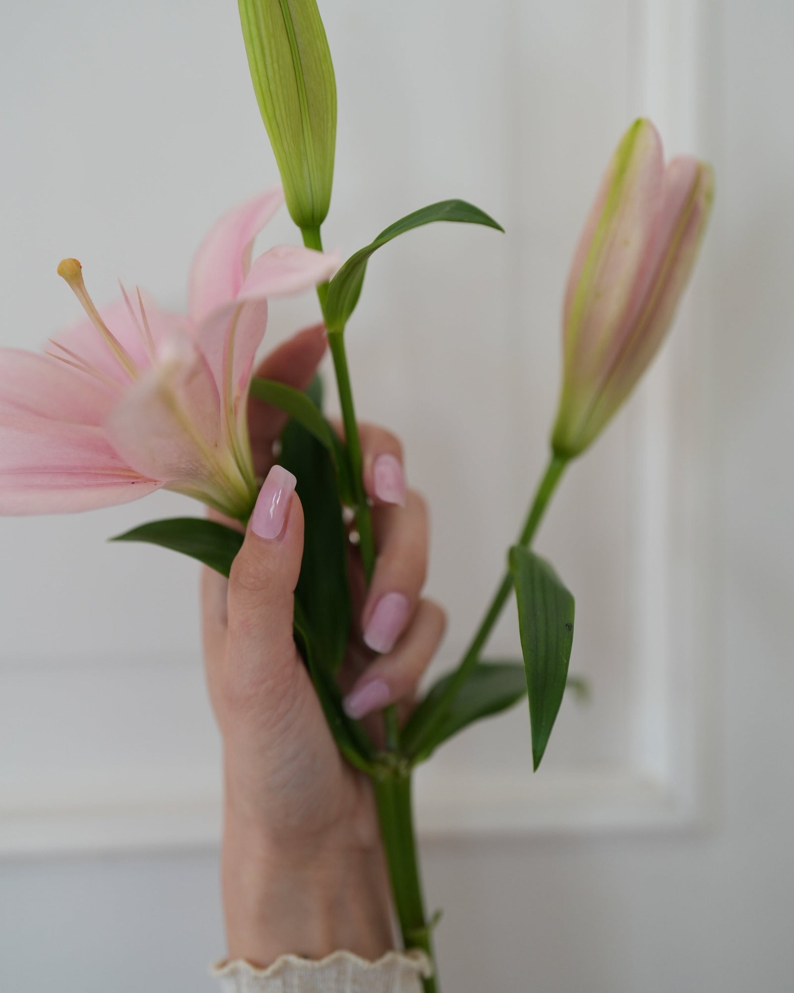 Tragebild der Sheesh Nails UV-Nagelfolie „Milkshake“ – zarte, hellrosa Nägel mit natürlichem Glanz, elegant präsentiert an einer Hand, die eine rosa Lilienblüte hält. Perfektes Beispiel für feminine, gepflegte Nägel mit professionellem UV-Finish, ideal für Produktseite und SEO-Darstellung der „Milkshake“ Nagelfolie.